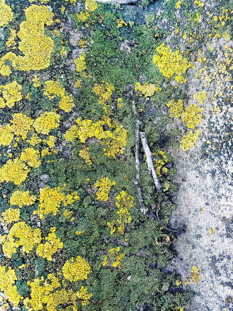 muschio e lichene su ardesia
 - Foto, immagini