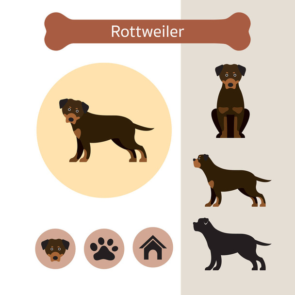 Rottweiler Hunderasse Infografik - Vektor, Bild