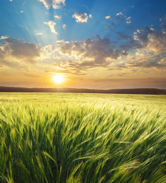 小麦の牧草地  - 写真・画像