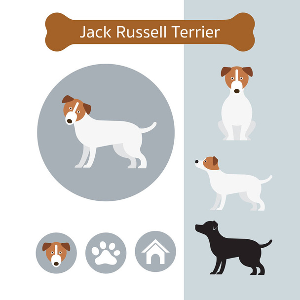 Jack Russell Dog Breed Infographic - Vector, Image
