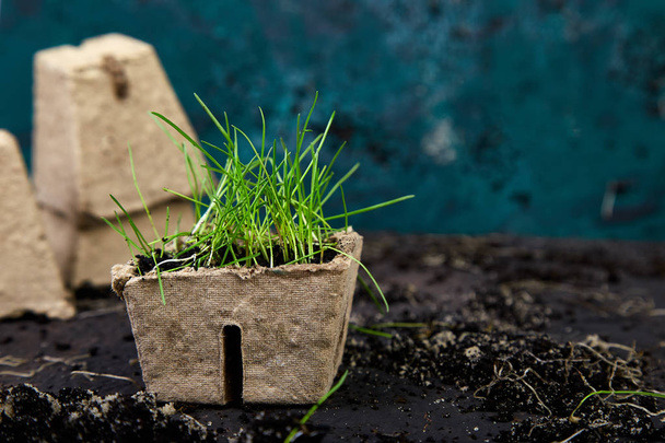 Peat pots with young seedlings, grass on a brown background.  - Photo, Image