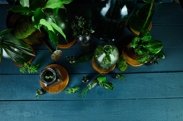 Mini glass vases and bottle with green  leaves, plants.  - Φωτογραφία, εικόνα