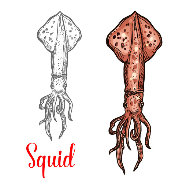 Squid vector ocean seafood mollusc icon - Vector, Image