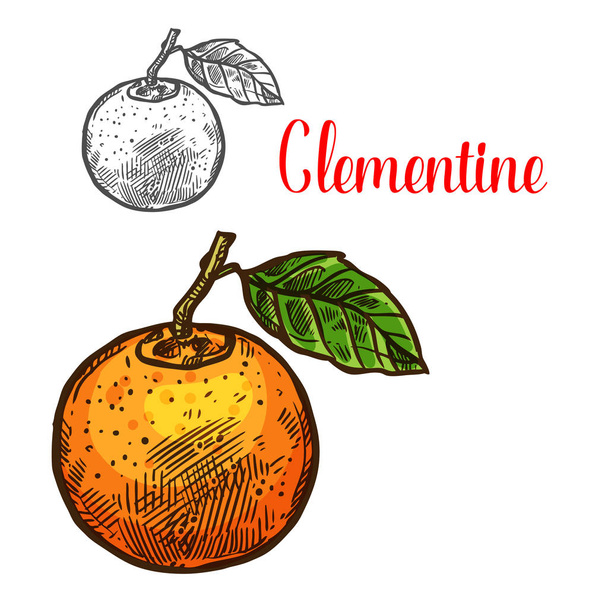 Clementine vector sketch citrus fruit cut icon - Vector, Image