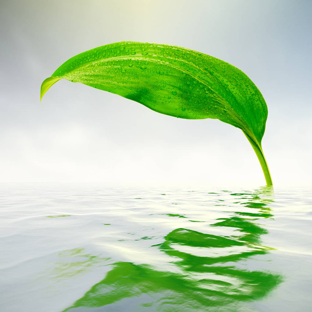 Folha verde fresca com reflexos na água
 - Foto, Imagem