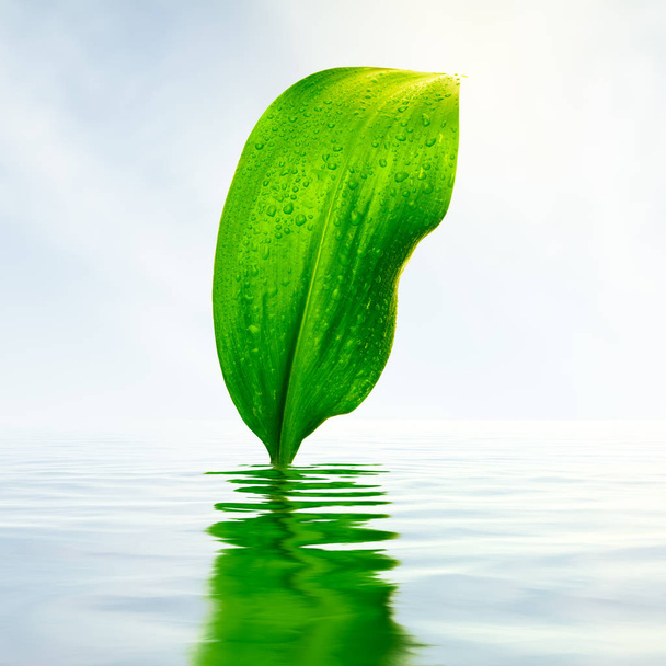 Fresh green leaf with reflections in water - Foto, afbeelding
