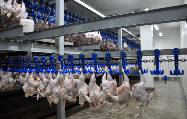 Nel negozio per la lavorazione delle carcasse di pollame
 - Foto, immagini