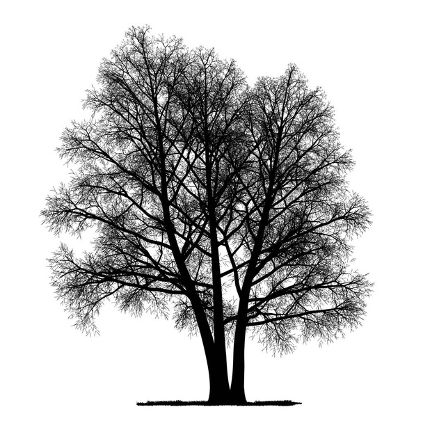 Desenho vetorial da árvore - vetor detalhado
  - Vetor, Imagem