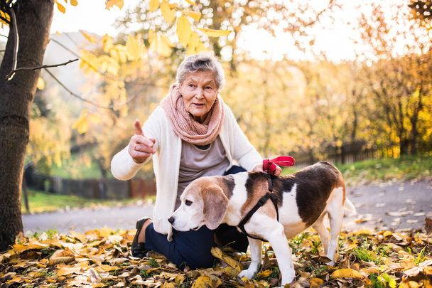 An elderly woman with dog on a walk in autumn nature. - Zdjęcie, obraz