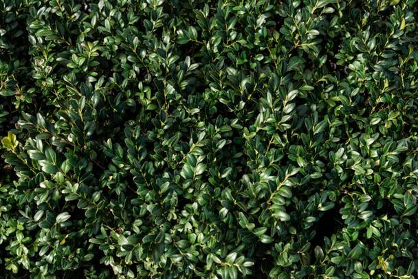Caja verde planta hojas textura
 - Foto, imagen