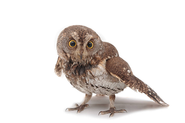 Oriental scops-owl isolate on white background - Photo, image