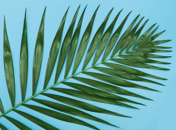 Palm leaf on background. - Fotó, kép