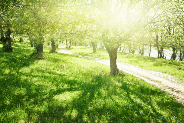 a napos, gyönyörű táj, zöld fű és a fák világos nyári erdőben - Fotó, kép
