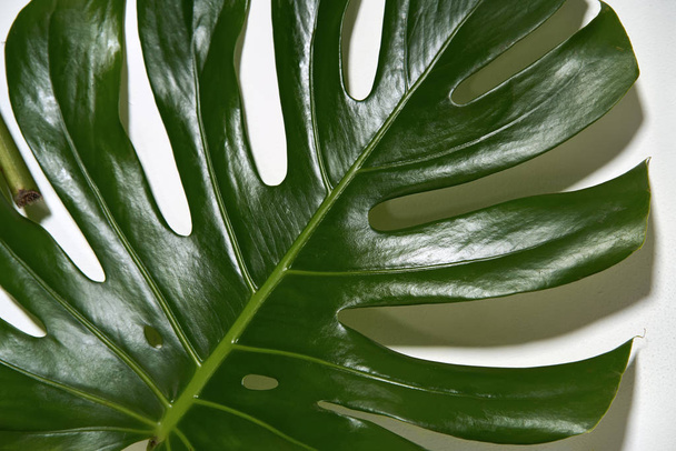 Monstera green leaf - Zdjęcie, obraz