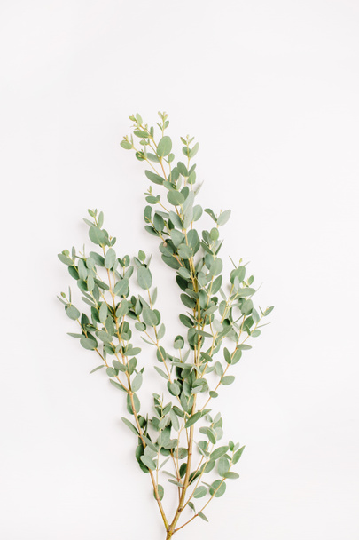 Flatlay von Eukalyptuszweigen auf weißem Hintergrund. minimale Blütenzusammensetzung. flache Lage, Draufsicht. - Foto, Bild
