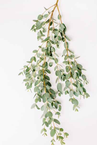 Eukalyptuszweig auf weißem Hintergrund. minimale Blütenzusammensetzung. flache Lage, Draufsicht. - Foto, Bild