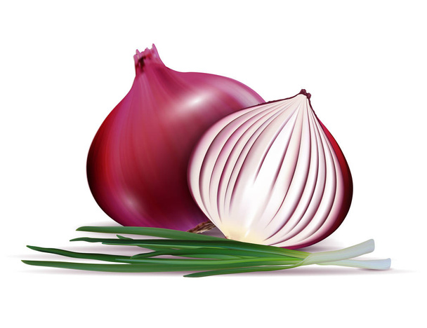 Vector fresh whole and sliced red onion bulbs with green onions close up isolated on white background - Wektor, obraz