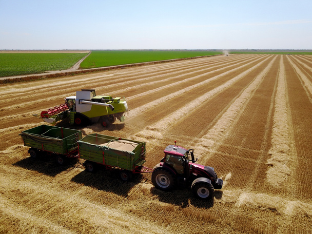 kombinují kombajn vylévající traktor/přípojné vozidlo s obilím během sklizně - Fotografie, Obrázek