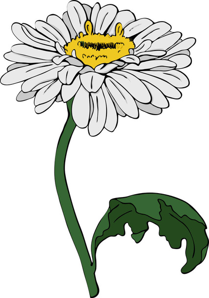 Chamomile flower isolated on white background. Hand drawn vector illustration. - Vettoriali, immagini