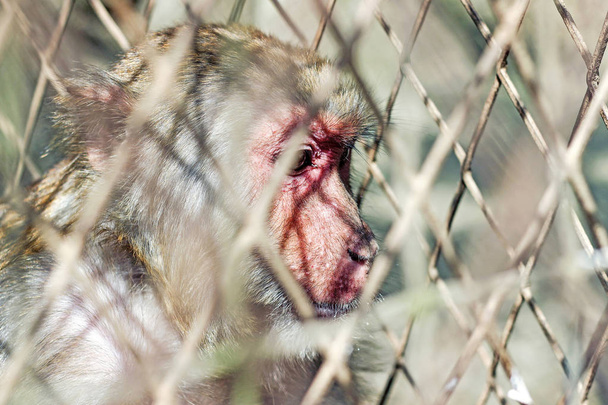 a sad monkey behind fence  - Photo, Image