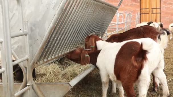 Goat looks at the camera close-up, beautiful goat on the farm, Farm Exterior - Materiaali, video