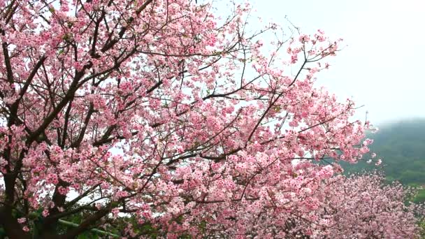 pink cherry blossom on daylight - Footage, Video