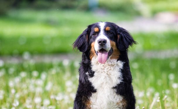 Porträt bernese mountain dog looks outdoor, auf grünem Gras - Foto, Bild