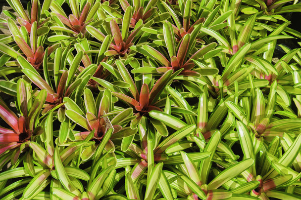 Bromeliad Neoregelia bitki deposunda grup - Fotoğraf, Görsel