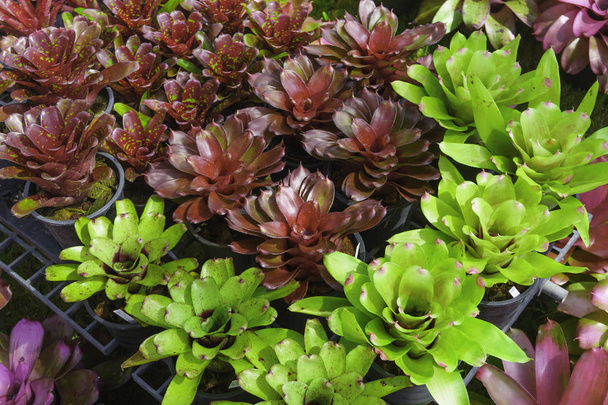 Group of Bromeliad Neoregelia in plant store - Photo, Image