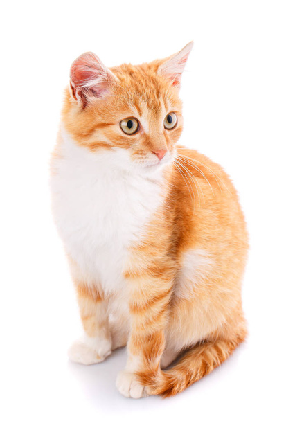 Red kitten isolated on whit - Photo, Image