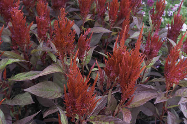 Rote Hahnenkamm-Blume als Schwarzgrund - Foto, Bild