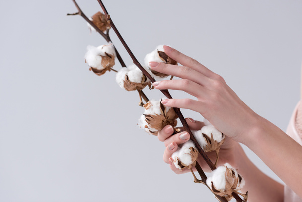 cropped view of tender female hands with dry cotton flowers, isolated on grey - Photo, Image