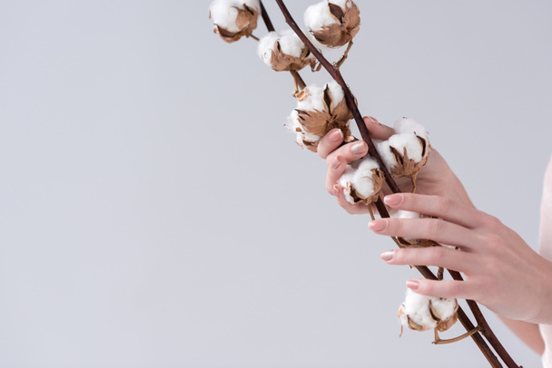 cropped view of tender hands with cotton plant, isolated on grey - Photo, Image