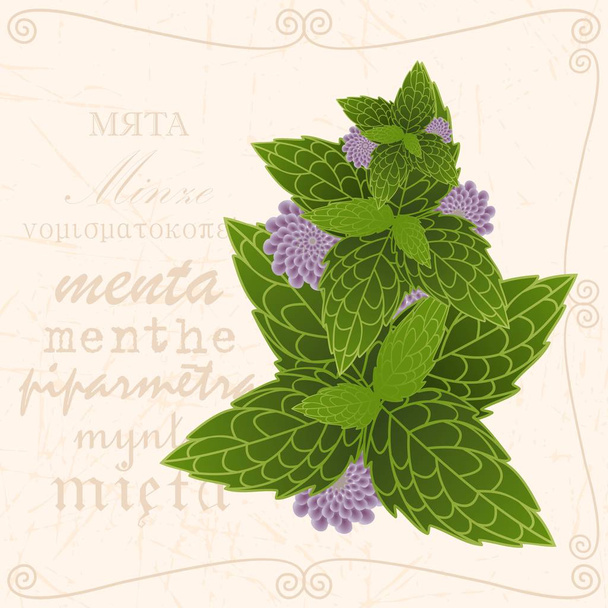 Sprig of in vintage style - Vector, Image