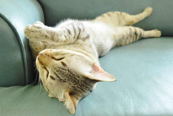  harmaa kissa nukkuu sohvalla kotona
 - Valokuva, kuva