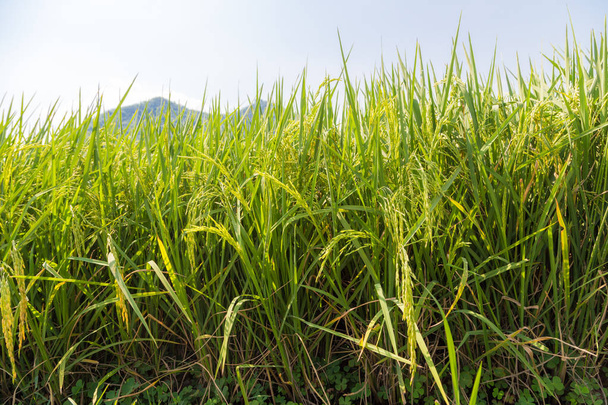 Campo di riso foglia verde da vicino
 - Foto, immagini
