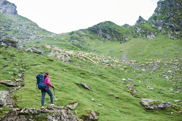 杖緑ロッキー山と草原と歩く羊の美しさを眺め岩端に立っている若い女性観光客の後姿 - 写真・画像