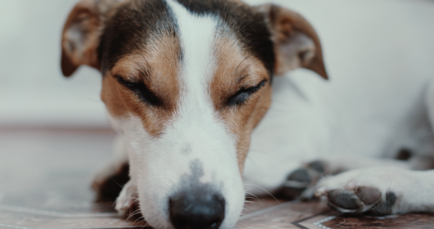 Jack Russell Terrier legt sich auf seinen Platz - Filmmaterial, Video