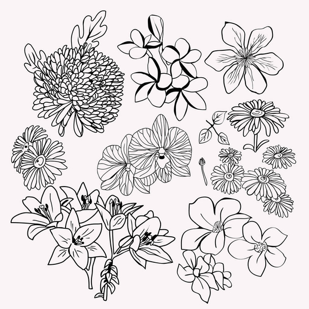 collection floral botanical set Monochrome illustration. - Vector, Image