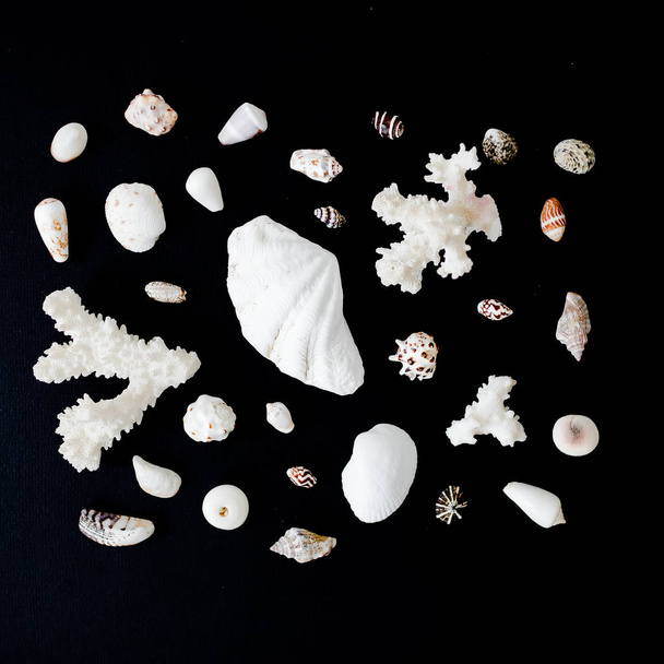 Collection de coquillages marins sur fond noir
 - Photo, image