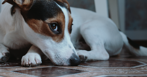 Jack Russell Terrier ustanawia Onlay na jego miejsce - Materiał filmowy, wideo