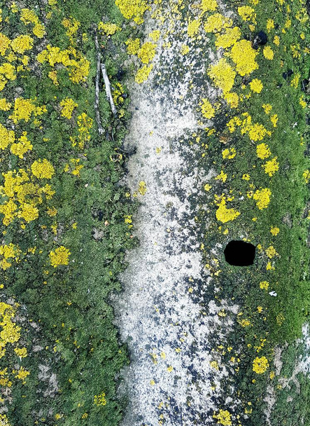 muschio e lichene su ardesia
 - Foto, immagini