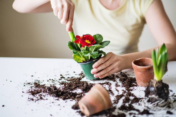 Young woman planting flower seedlings at home. - Foto, Bild