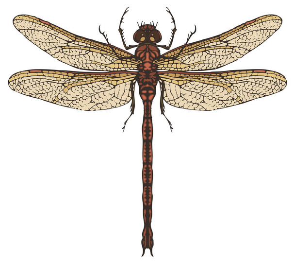 Realistic dragonfly close up top view - Vector, Image