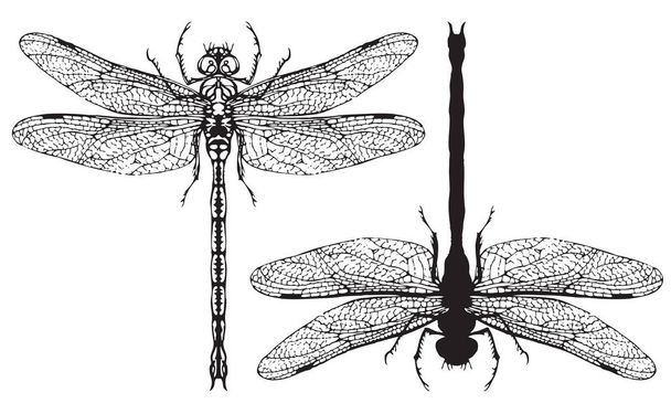 Black and white realistic dragonflys close up - Vetor, Imagem