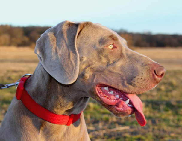 Portrét psa Výmarský ohař. Toto psí plemeno má typickou šeď - Fotografie, Obrázek