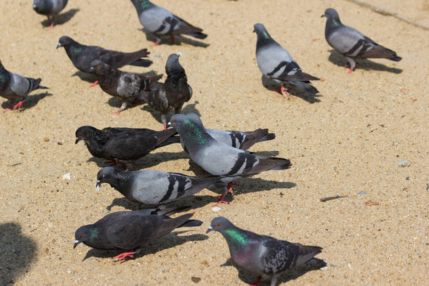 Tauben fressen Brot auf dem Boden im Park Bangkok Thailand Konzept Vogelgrippe - Foto, Bild