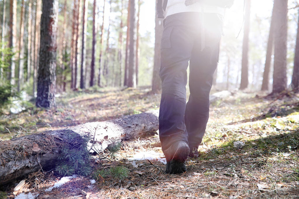 Egy ember, egy turista, egy fenyves erdőben, egy hátizsák. A kirándulás tr - Fotó, kép