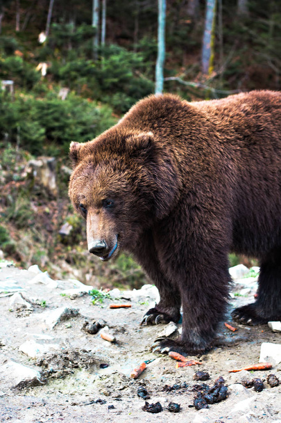 Brown bear in the reserve. - Photo, Image