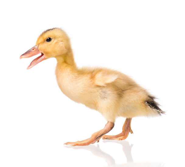 Cute newborn duckling - Foto, Bild